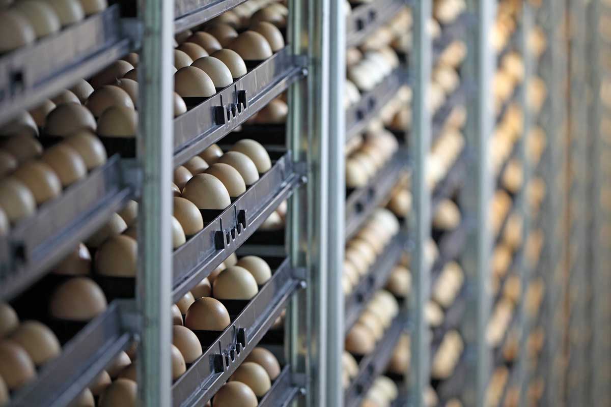 Hatcheries Sunrise Farms